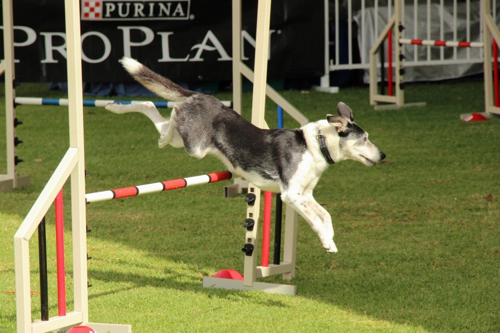 dogs perth royal show a 14 (1024x683)