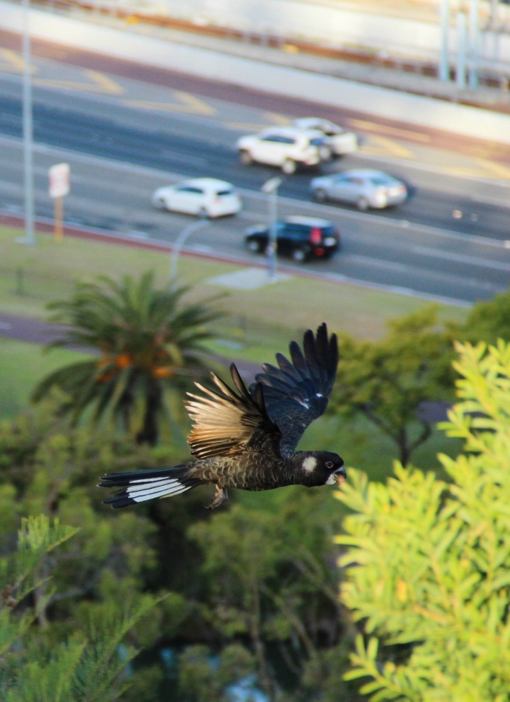 black cockatoo 4