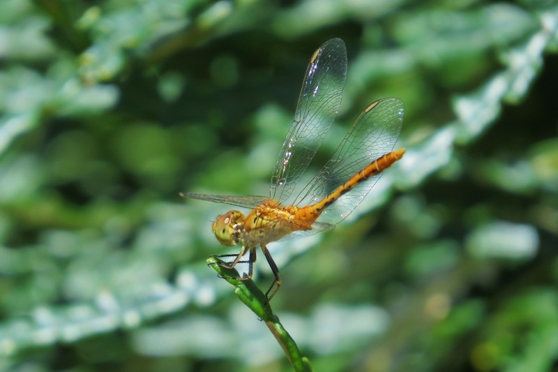Orthetrum caledonicum 2 (800x533)
