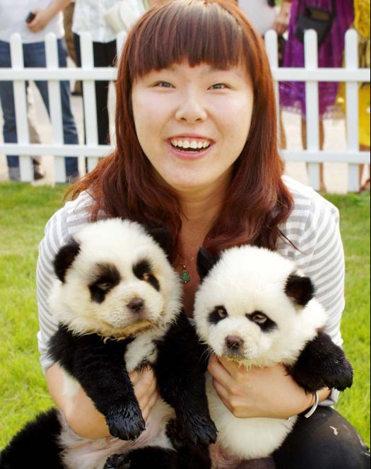 cães panda