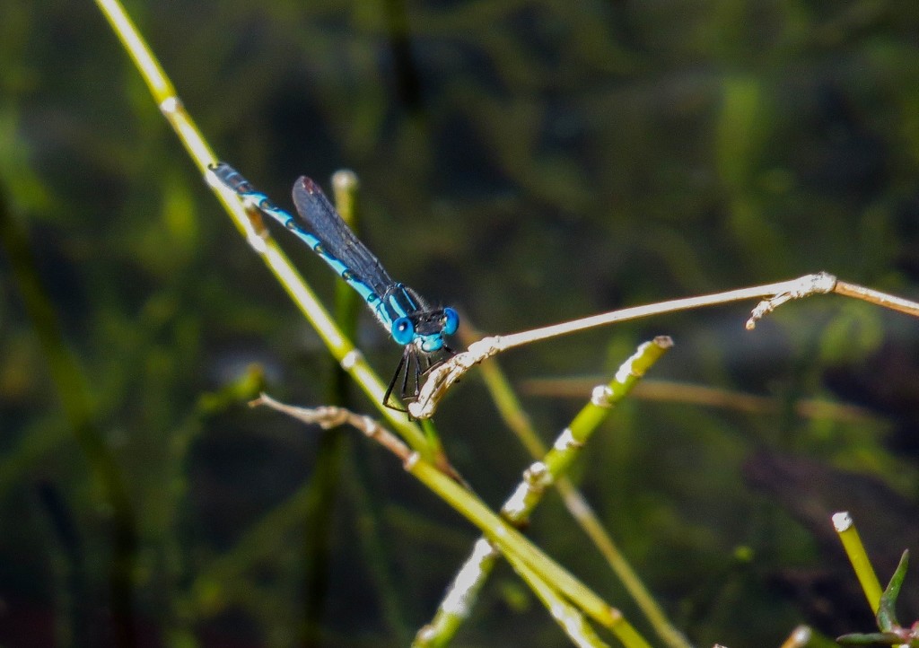 blue ringtail 4 (1024x722)