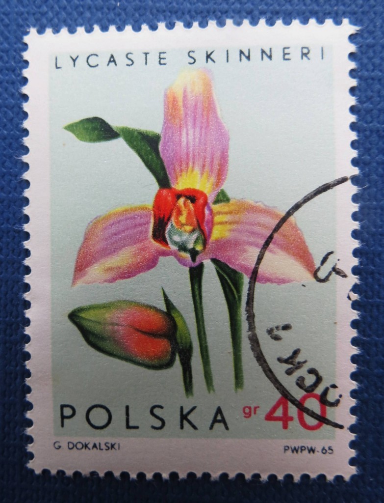 orquideas polonia 4