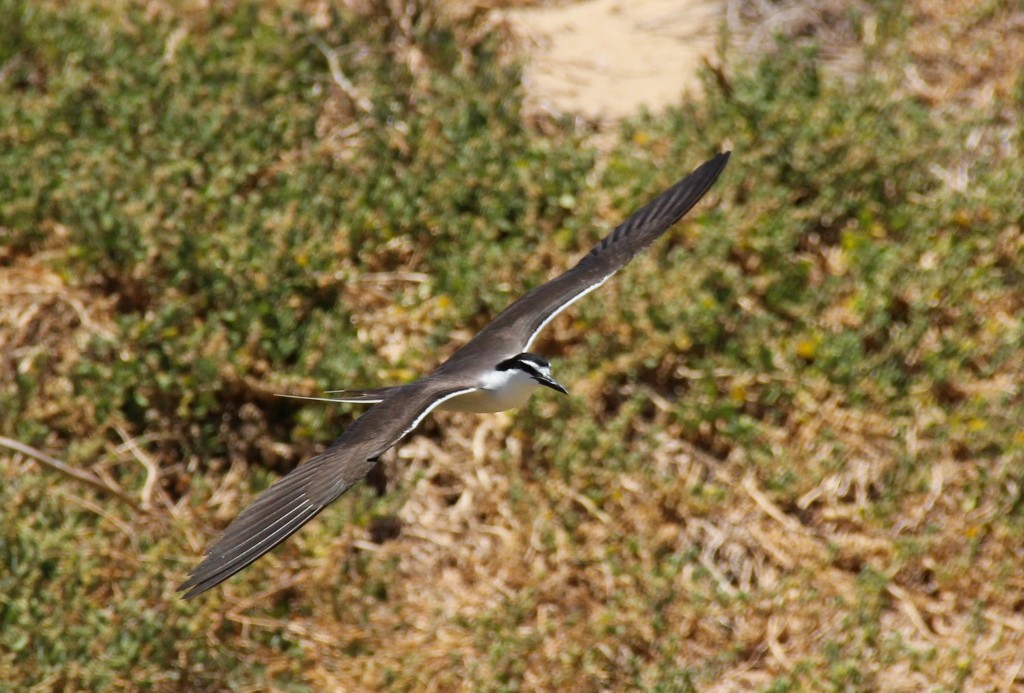 bridled tern a 18