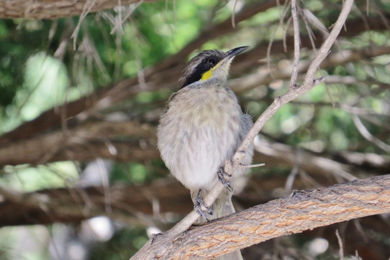 singing honeyeater 1