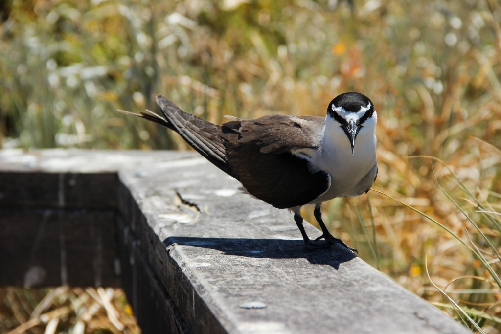 bridled tern 4