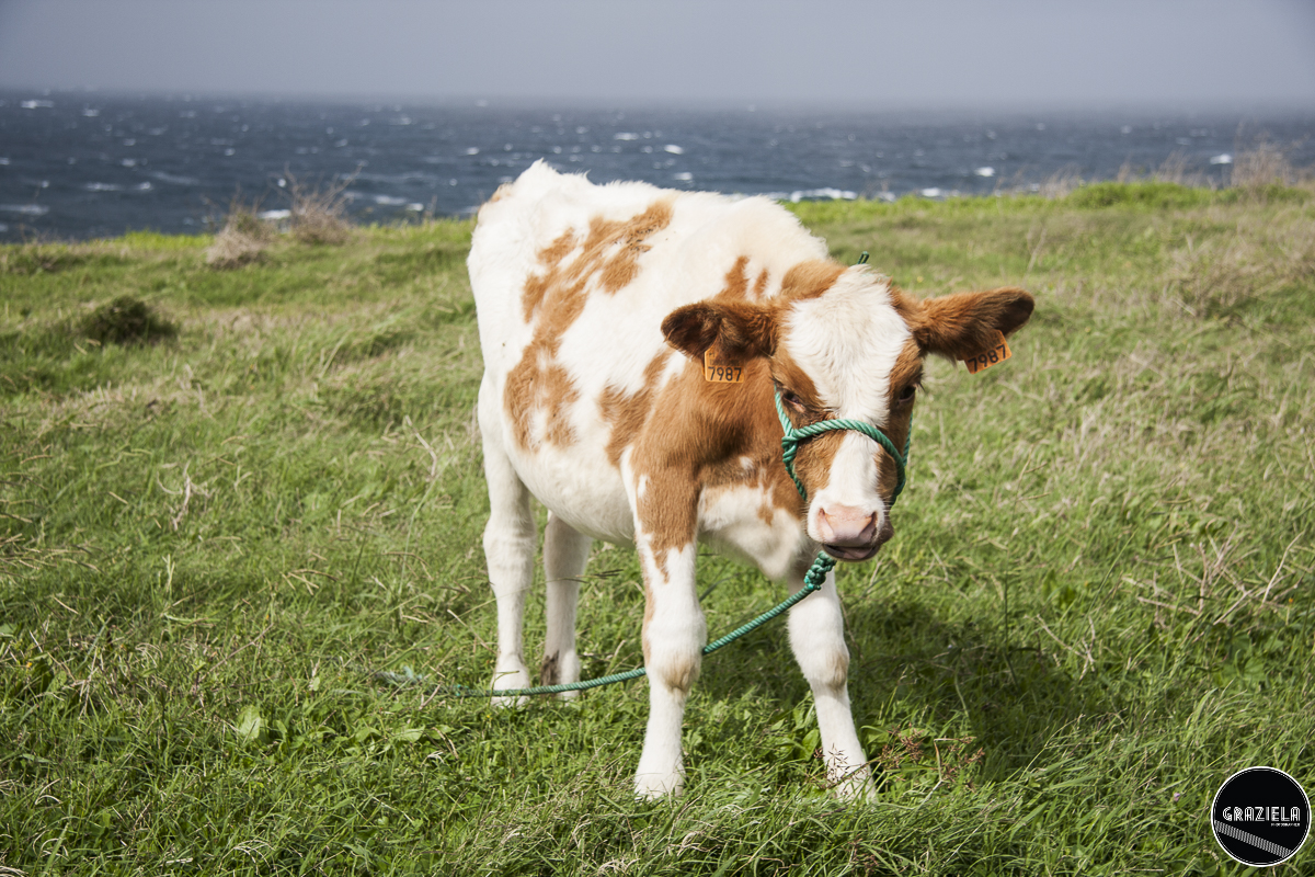 Terceira_2015_Pequenas-77.JPG Terceira_2015_Pequenas-77.JPG
