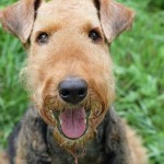 AiredaleTerrier