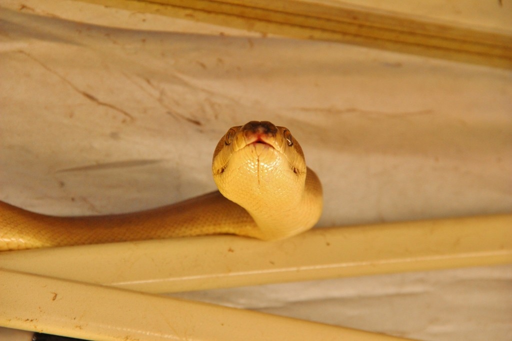 australia day snakes a 11