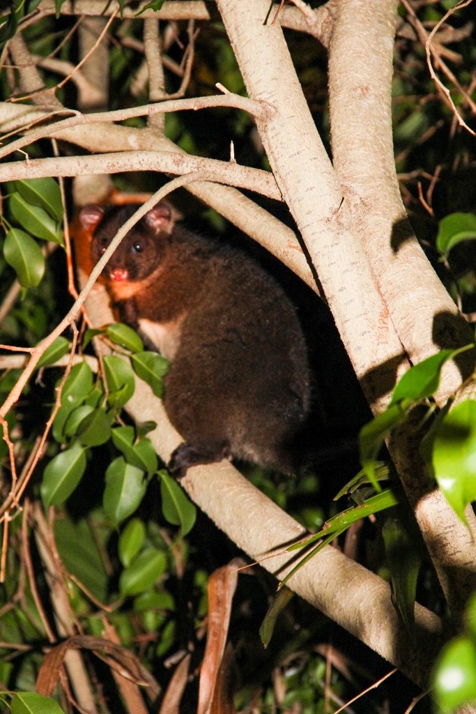 western ringtail possum 2