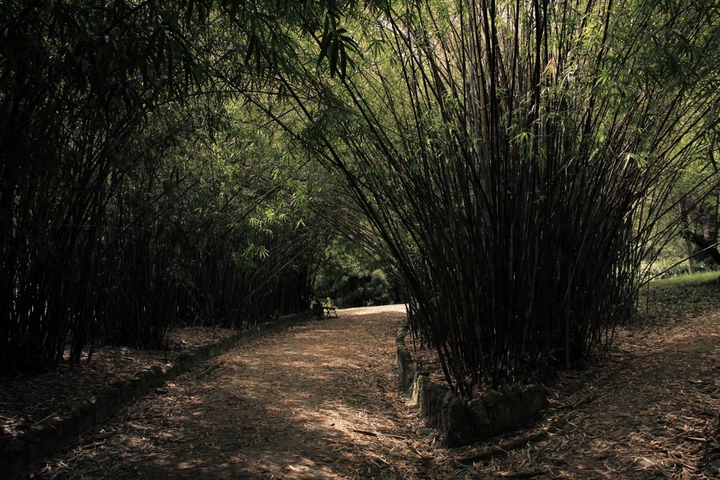 jardim botanico 8