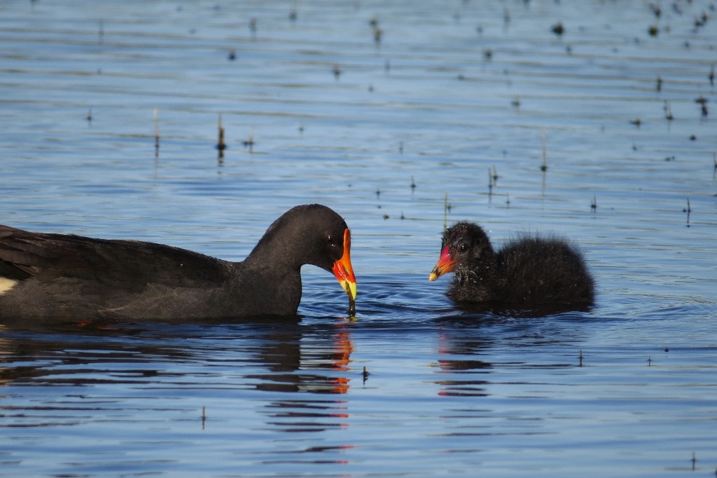 dusky moorhen 1