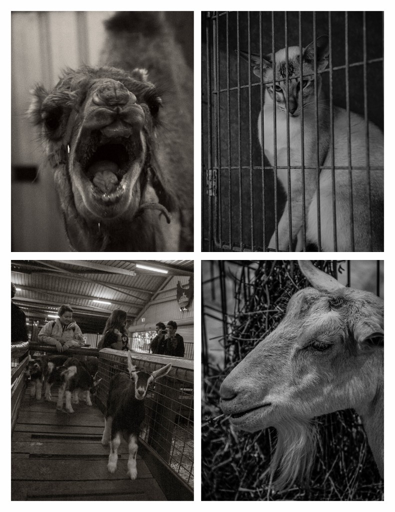 perth royal show farm animals 2 (791x1024)