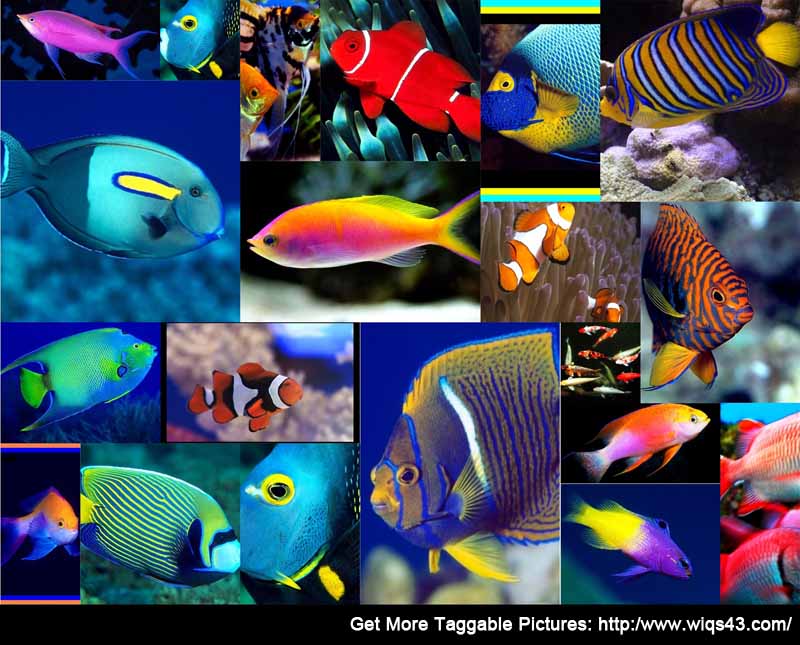 peixes identificar fotos facebook meme tag amigos