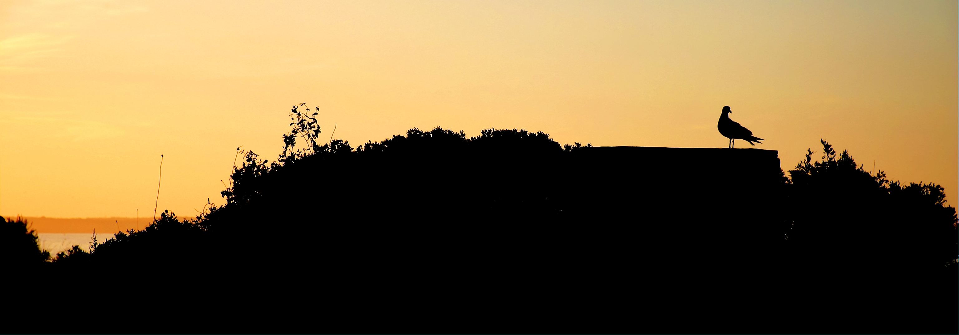 IMG_6676_ (2)_ (3)_tonemapped.jpg