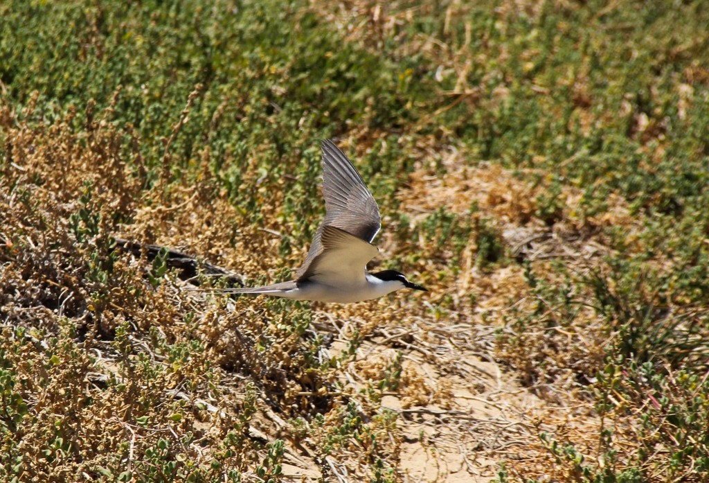 bridled tern a 15