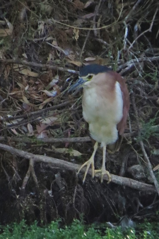 night heron 5