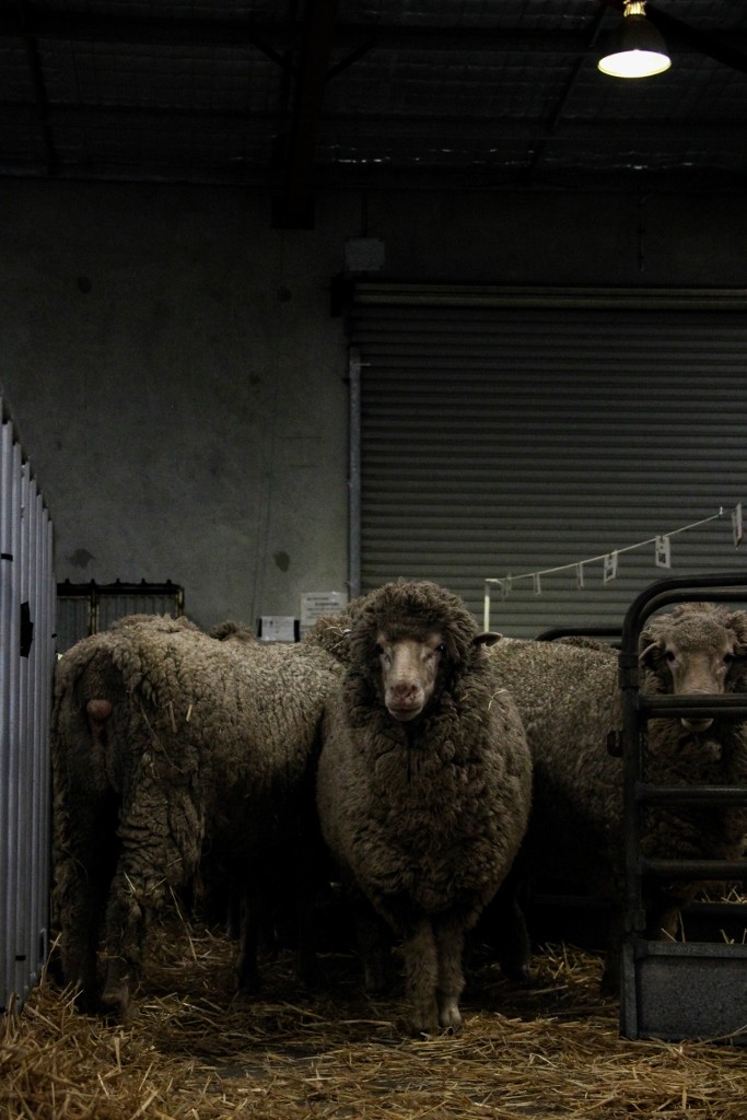 sheep perth royal show 1 (683x1024)