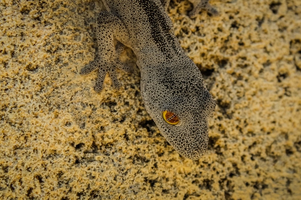 south-western spiny-tailed gecko 3