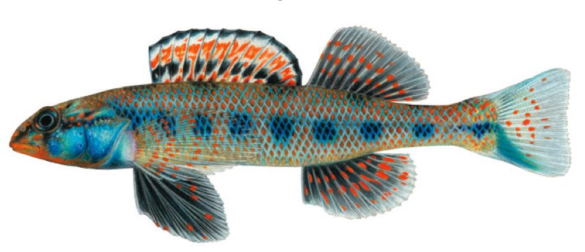 Etheostoma jimmycarter