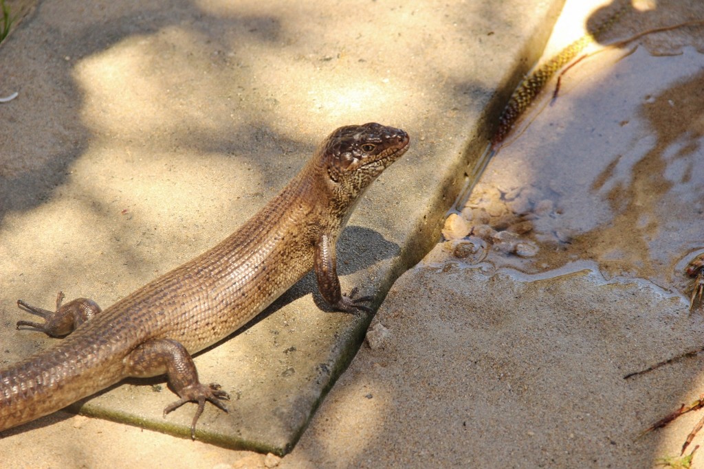 kings skink-39 (1024x683)