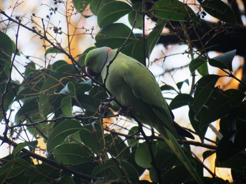periquito-de-colar 6