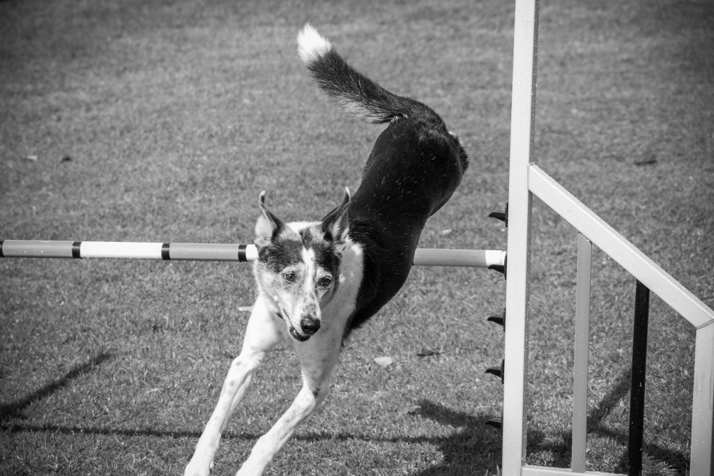 dogs perth royal show 9 (1024x683)