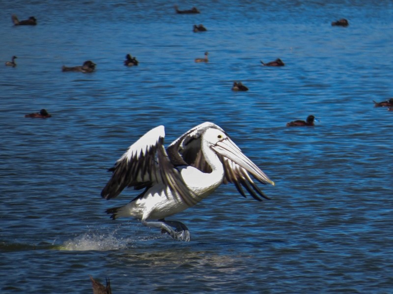 pelicano 1 (800x600)