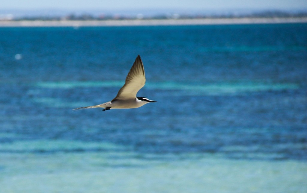 bridled tern a 10