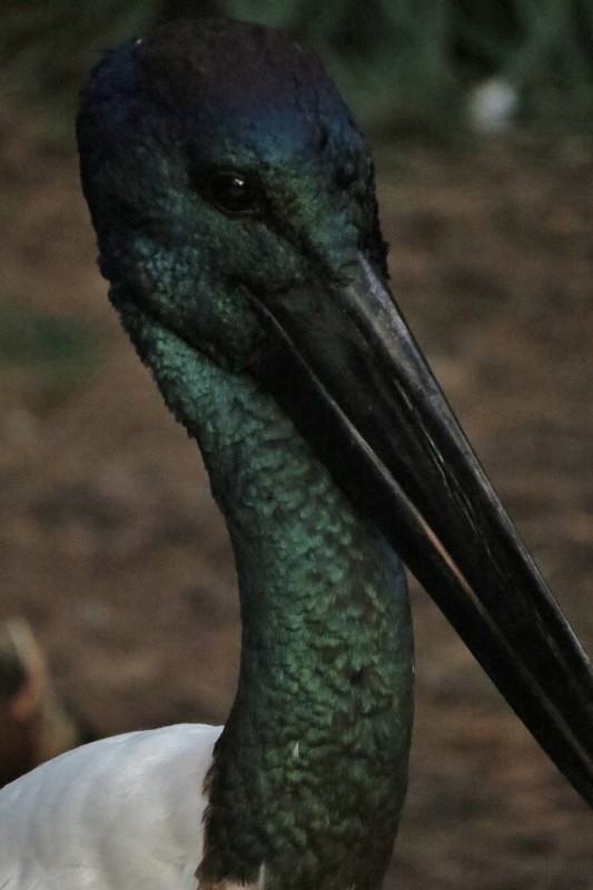 black-necked stork male