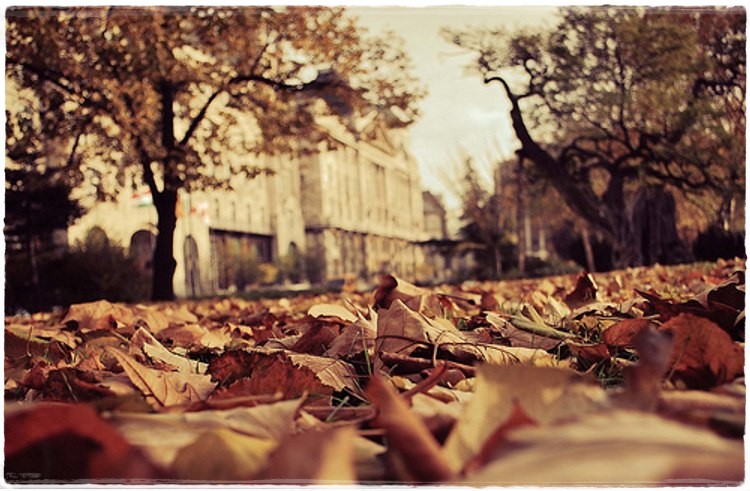 sonhando em ser um liro.jpg