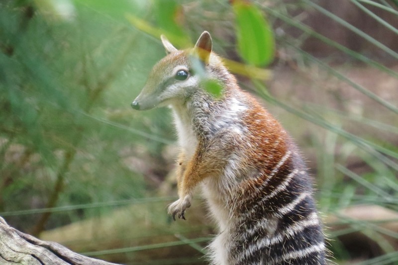 numbat 1