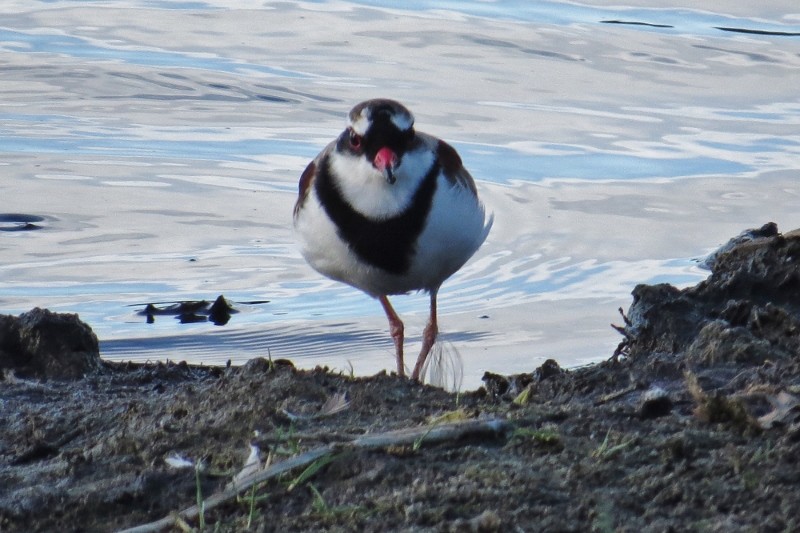 black-fronted dotterel a 10 (800x533)
