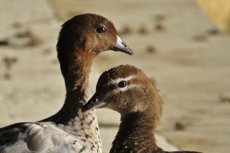 chenonetta jubata 1 (800x533)