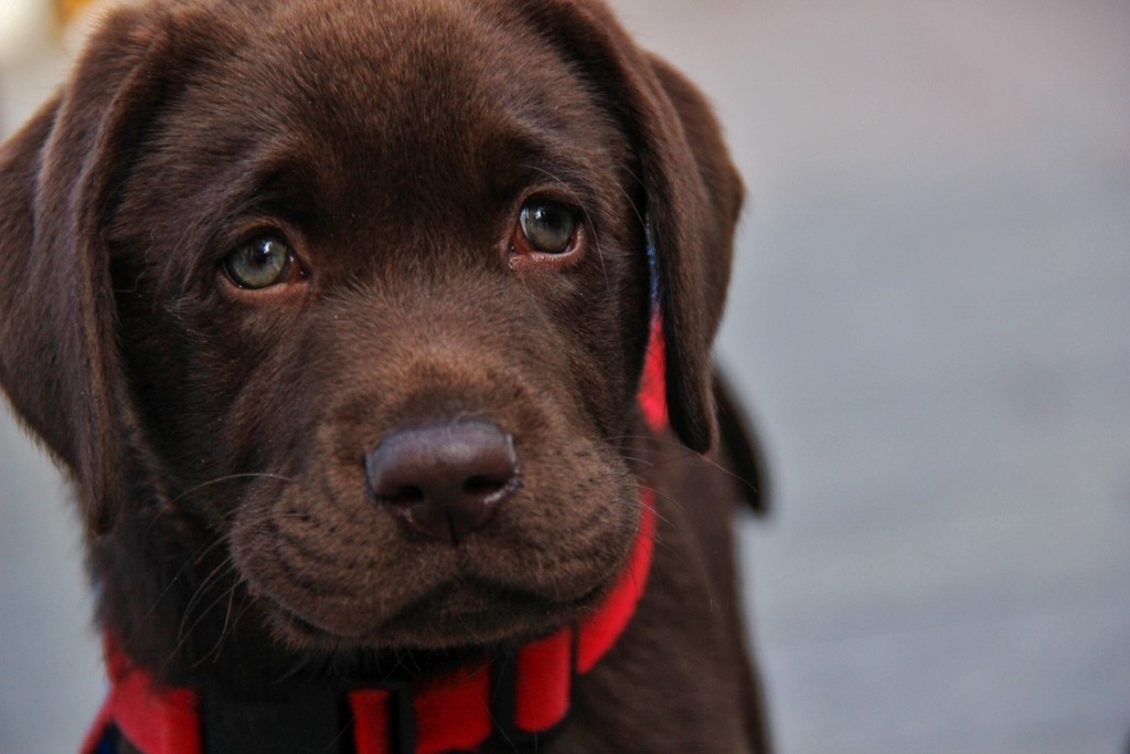 cao guia-16 (1024x683)