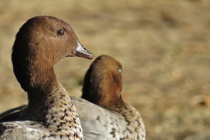 chenonetta jubata a 10