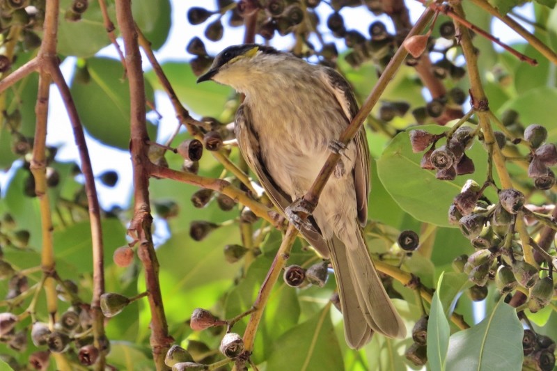 singing honeyeater 6