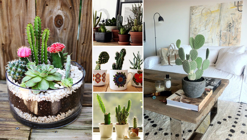 cactus cópia.jpg cactus cópia.jpg