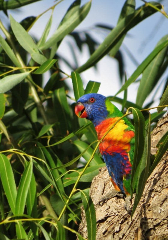 rainbow lorikeet b 20