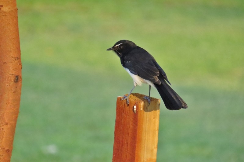willie wagtail a 14