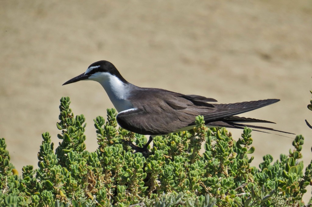bridled tern a 17