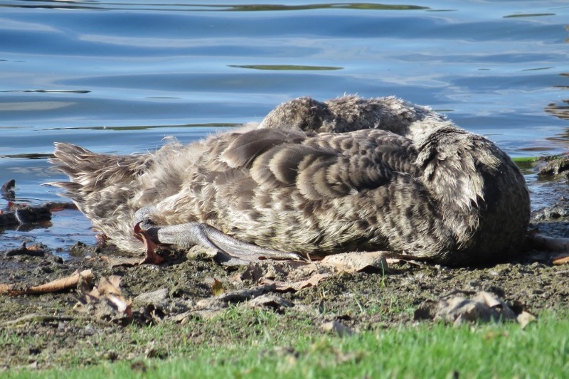 Cygnus atratus 7 (800x533)