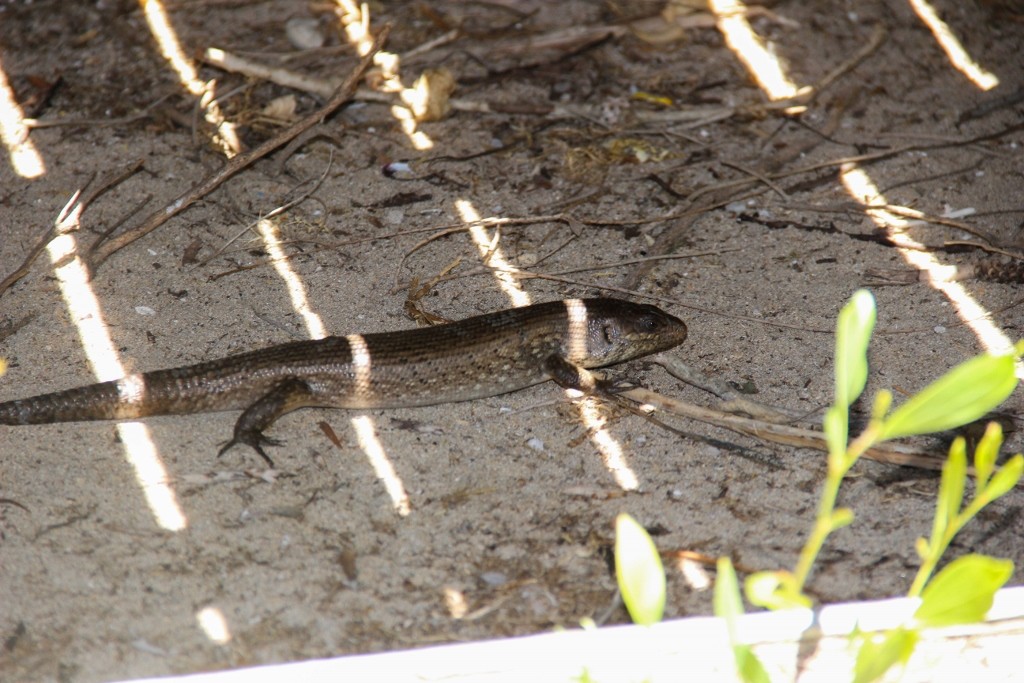 kings skink-7 (1024x683)