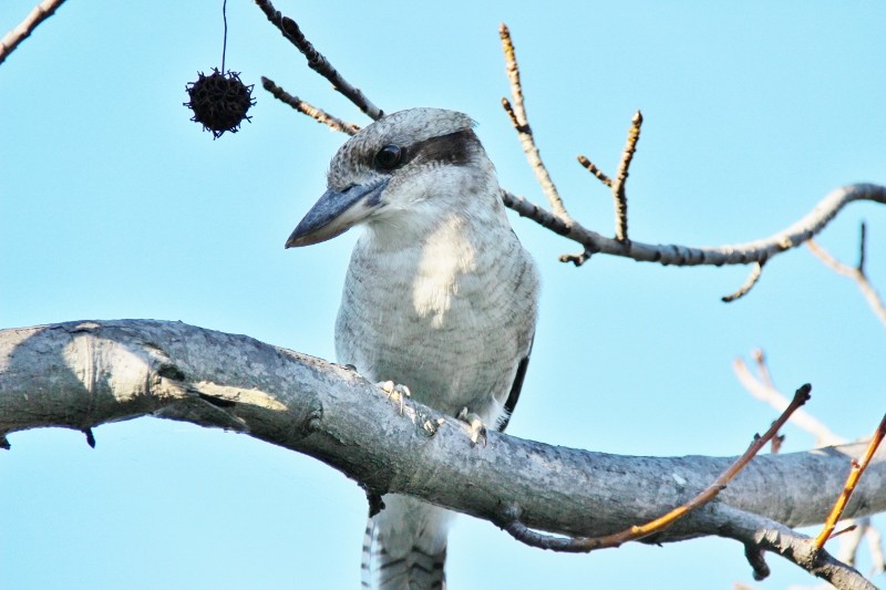 kookaburra 2
