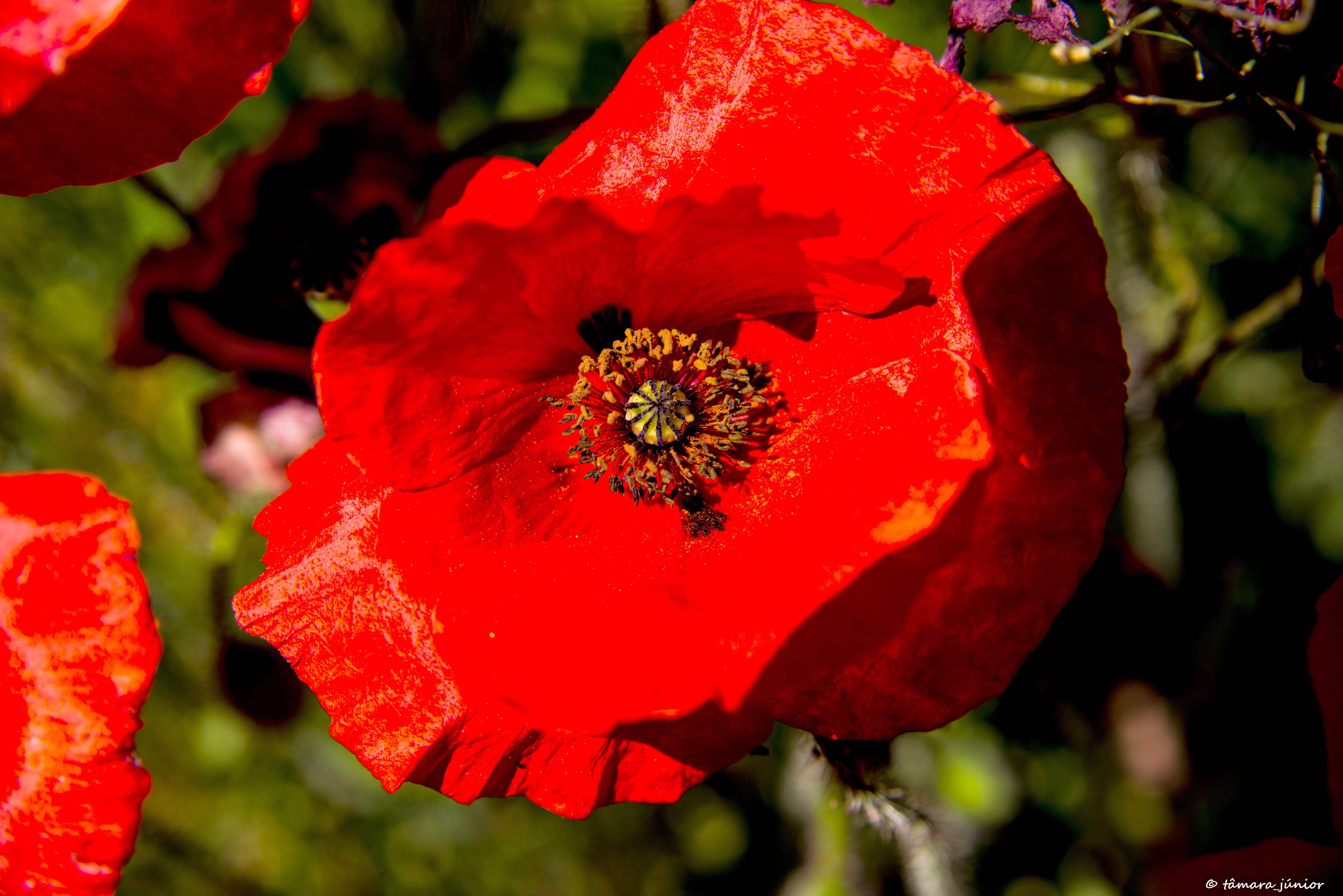 2015 - Flores Páscoa Vila Nova (8).jpg