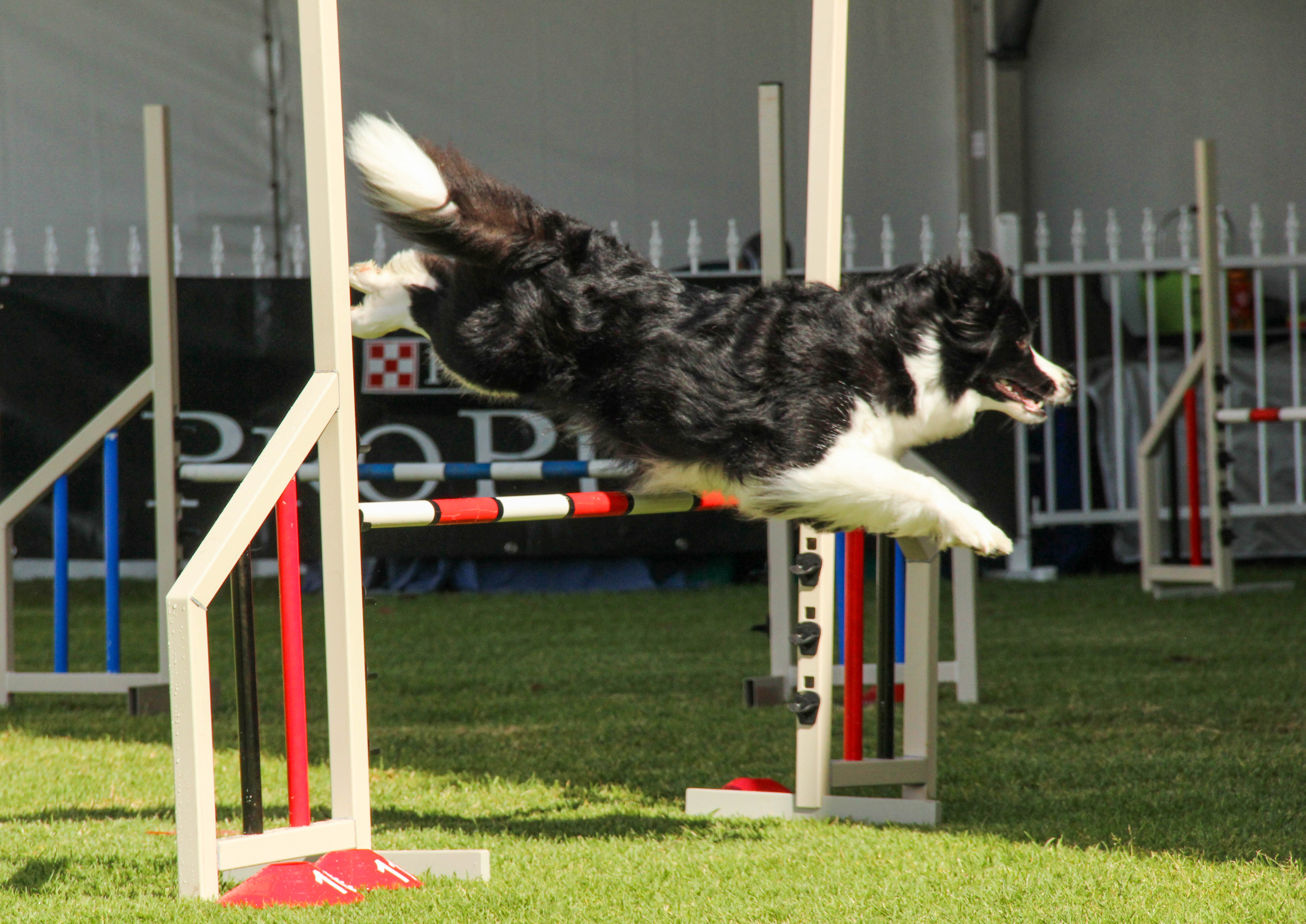 dogs perth royal show a 16