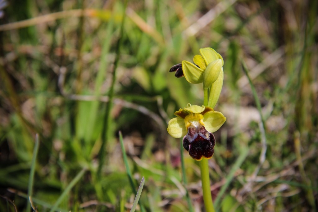 moscardo-fusco_cabo_espichel-1 (1024x683)