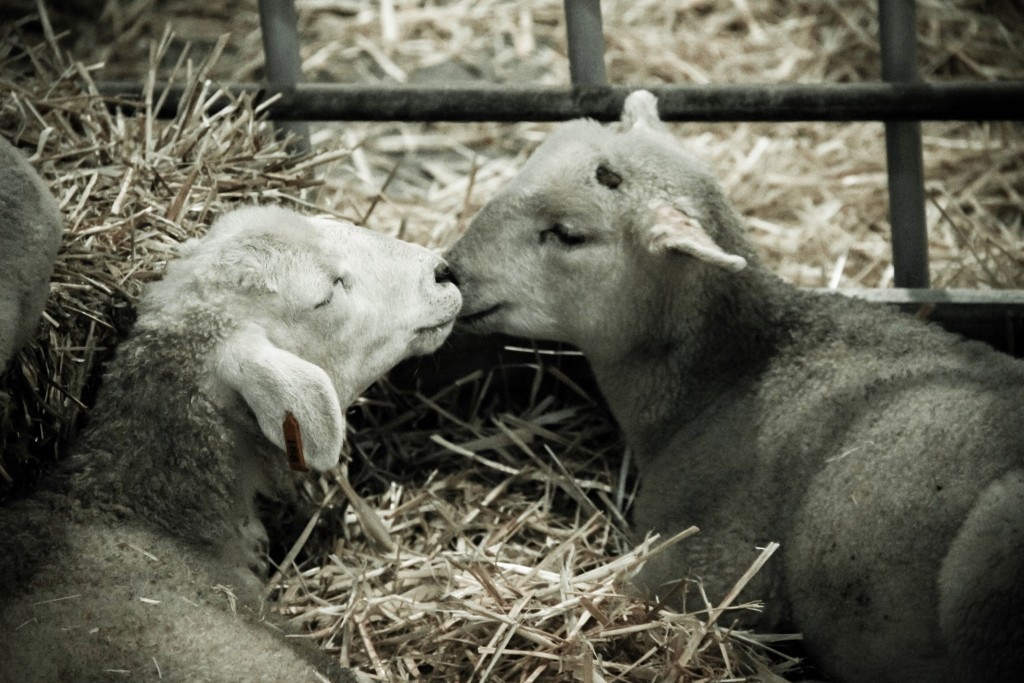 sheep perth royal show a 11 (1024x683)