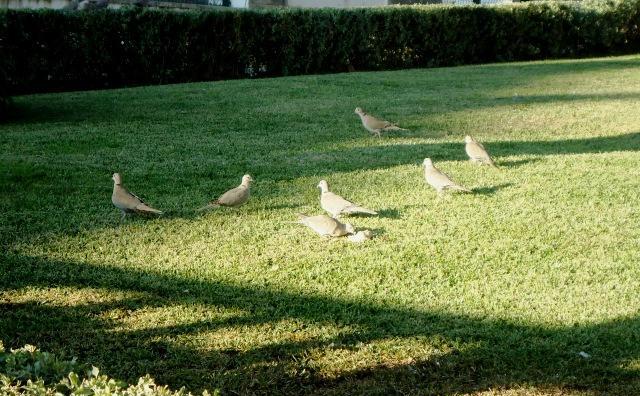 rolas 005.JPG rolas 005.JPG