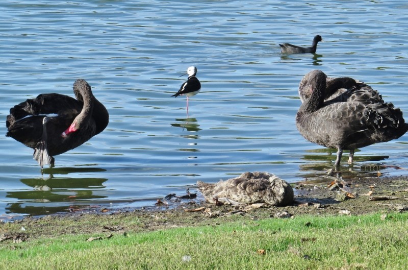 Cygnus atratus 6 (800x529)