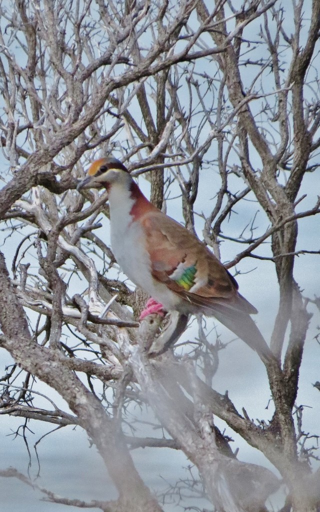 brush bronzewing